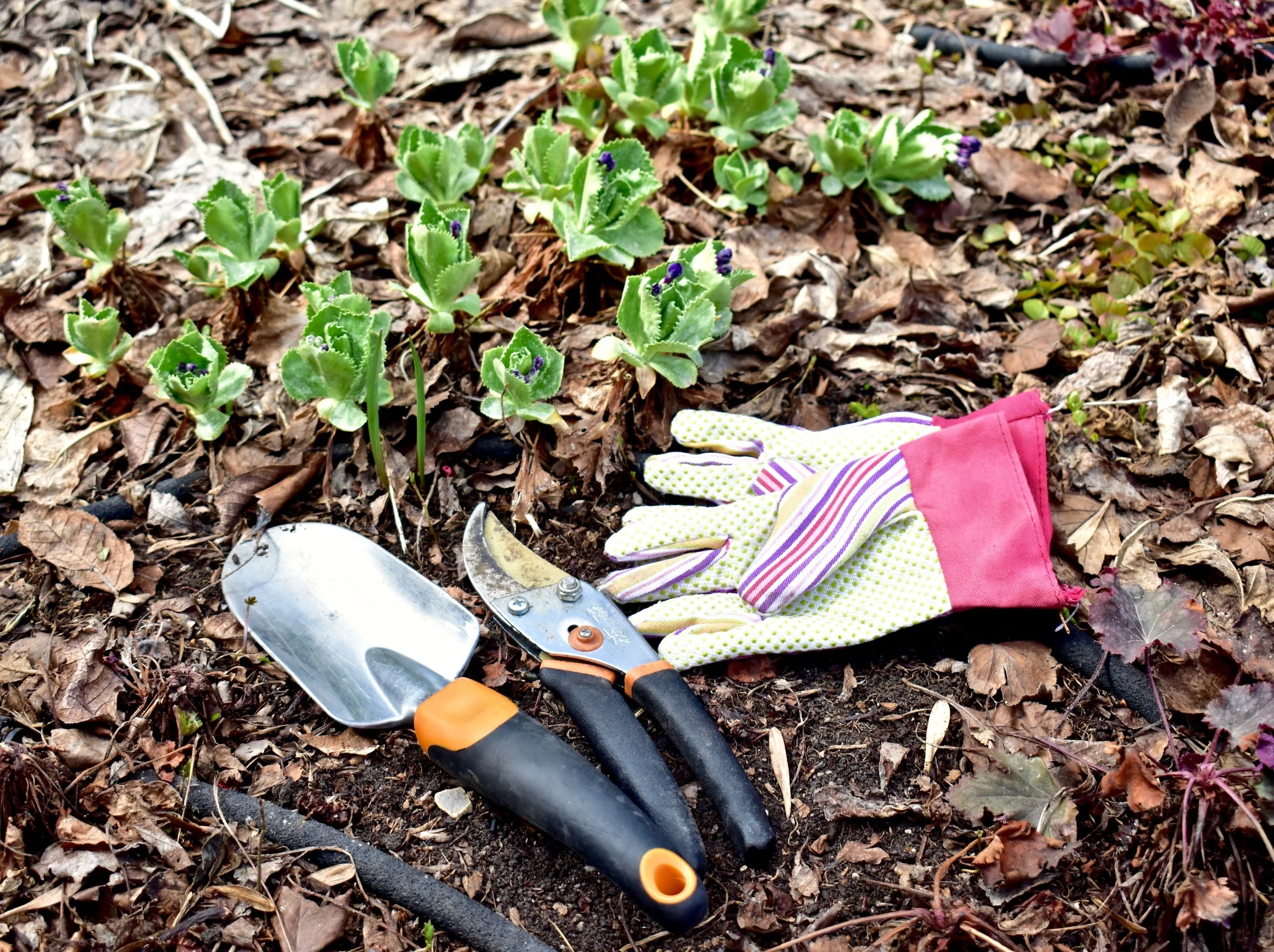 Ultimate Guide to Yard Clean-Up and Removal