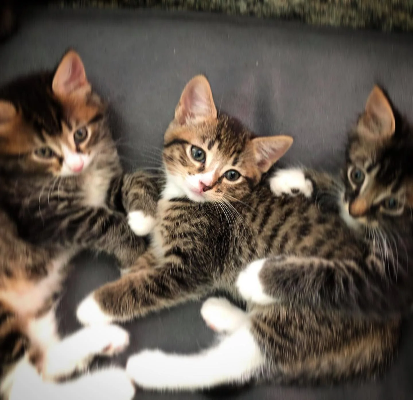 Baby girl is coming home this weekend! 

A surprise delivery on May 30th, to a Mama still nursing two others, this sweet kitten is a welcomed gift to our family. In addition to my home, she will also grace the lives of my clients in the #therapy offi