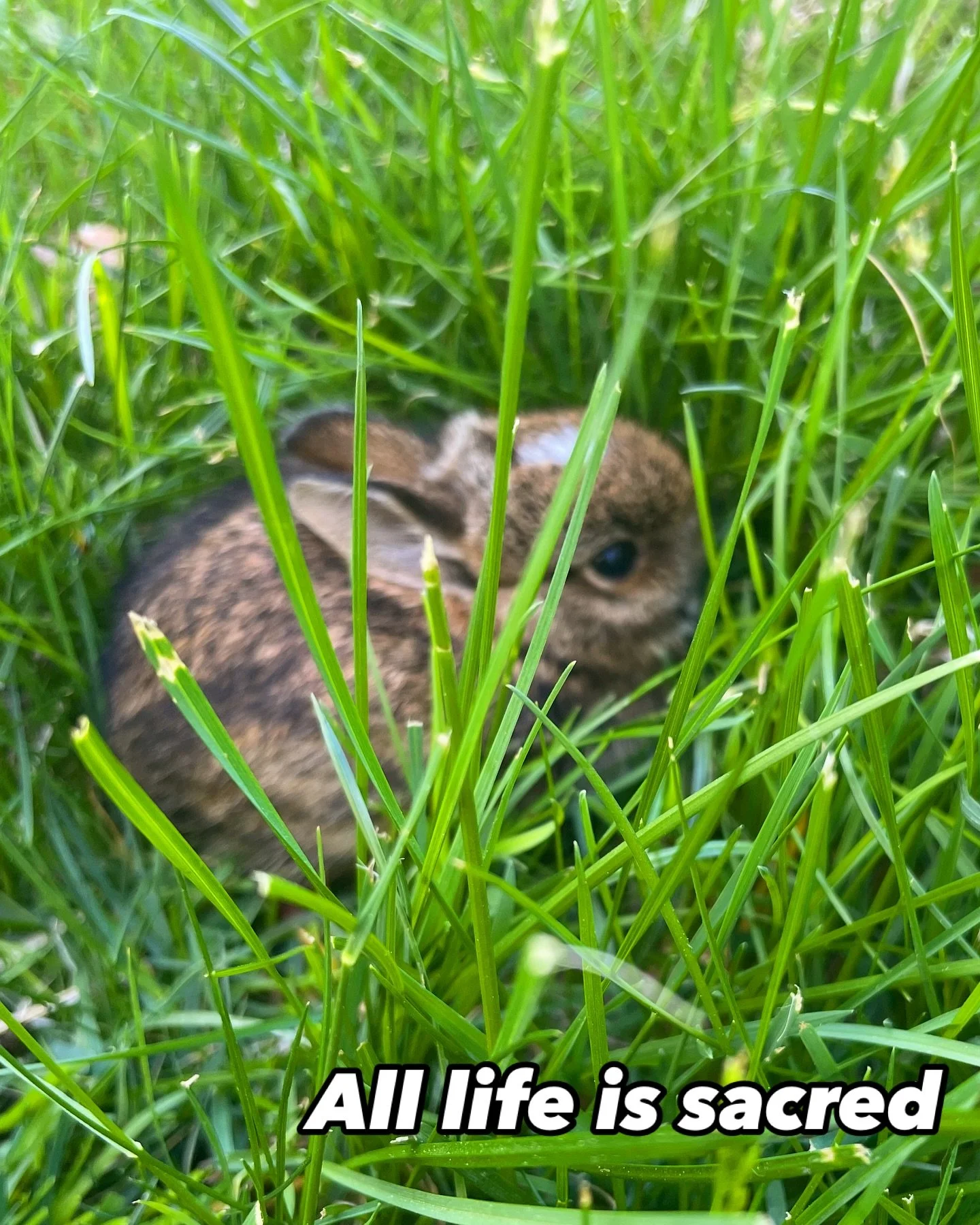 She appeared quietly, just beyond the threshold&mdash;
still, soft, and watchful.

A symbol of sensitivity and instinct; the kind of presence that doesn&rsquo;t announce itself but perceives everything.

The young rabbit reminded me:
true safety isn&