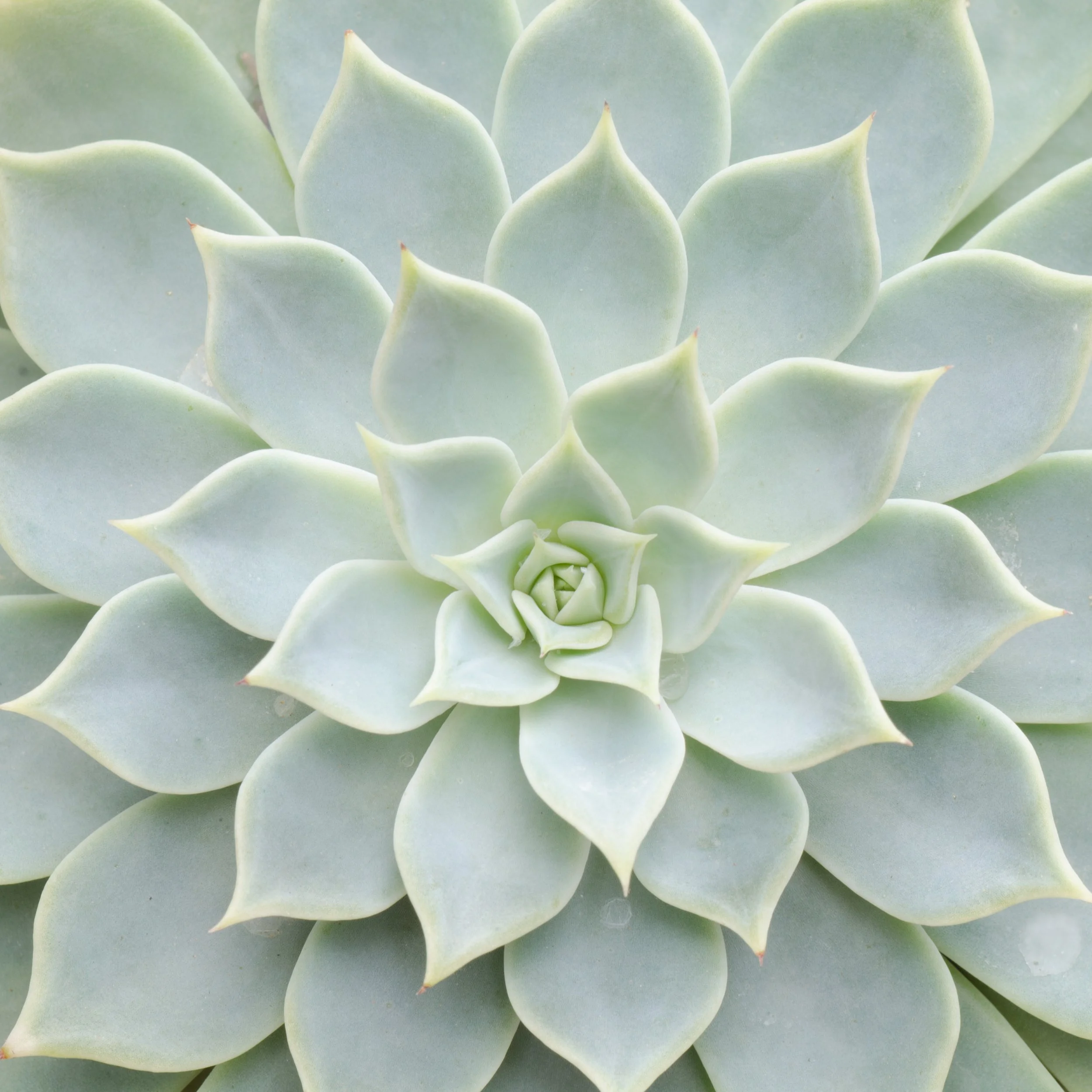 Close-up of a green succulent plant with fleshy, pointed leaves arranged in a rosette pattern.