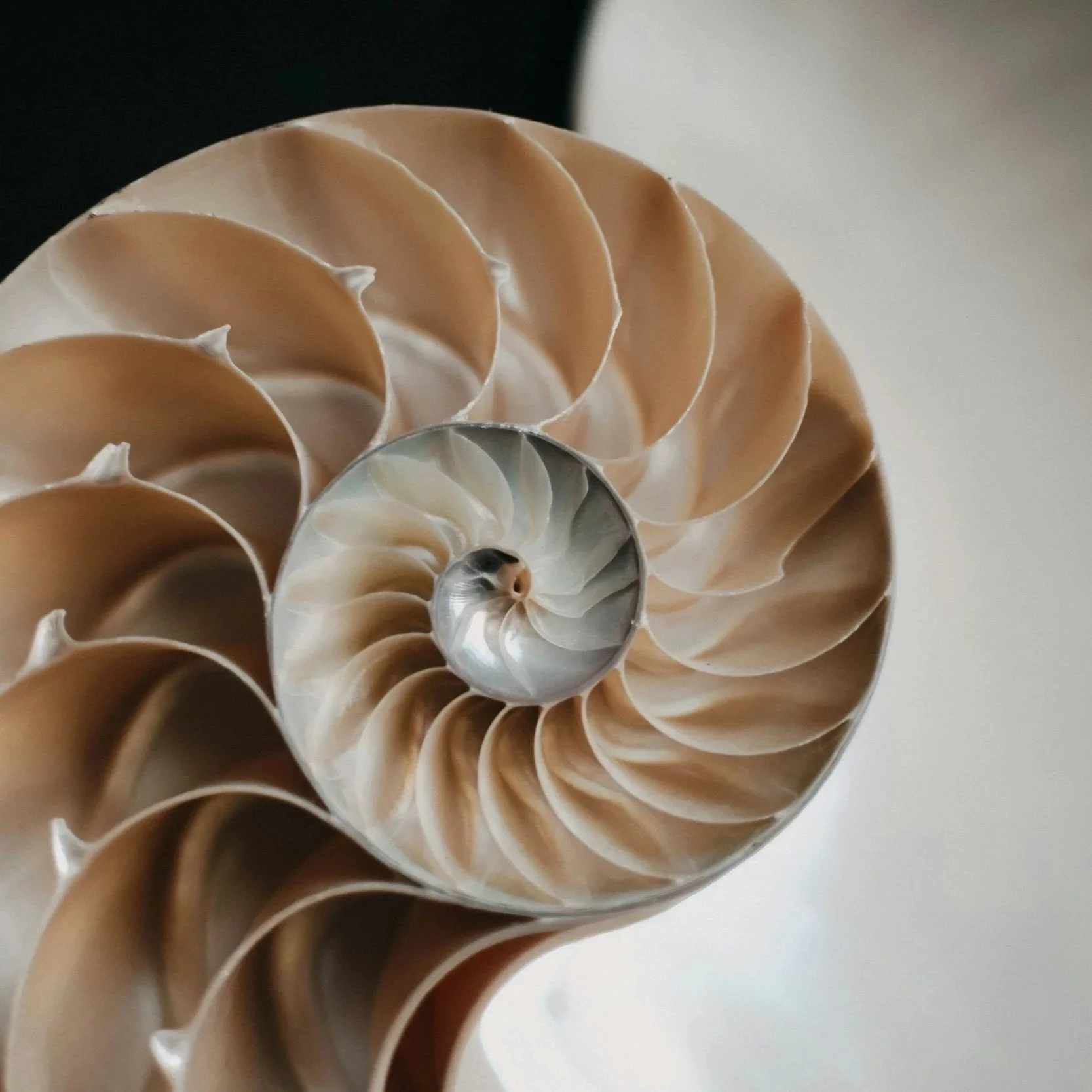 Close-up of a spiral seashell viewed from the top, showcasing its beige and white pattern with a shiny interior.