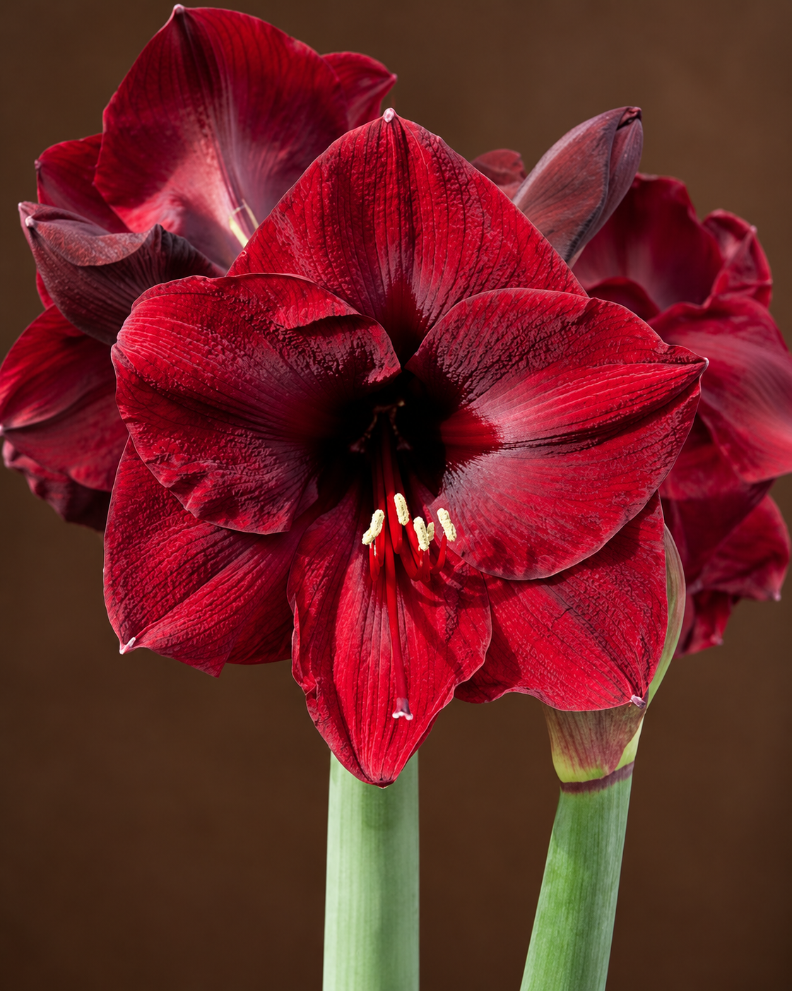 Velvety Crimson Amaryllis Portrait.png