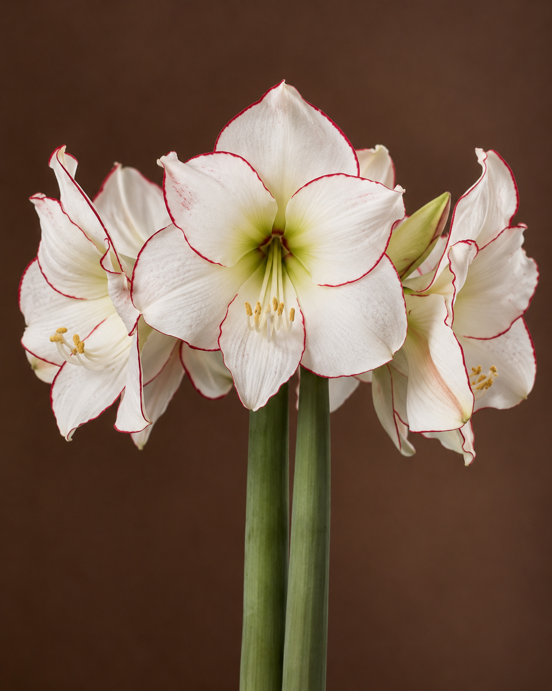 ‘Picasso’ White Peruvian Amaryllis Bulb with Red Edging