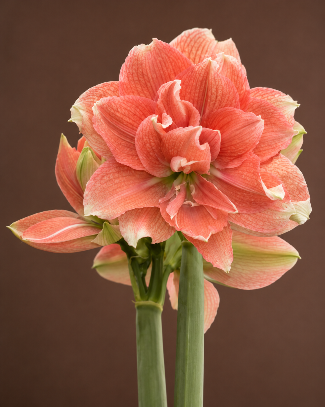‘Tika Coral’ Coral Peruvian Amaryllis Bulb