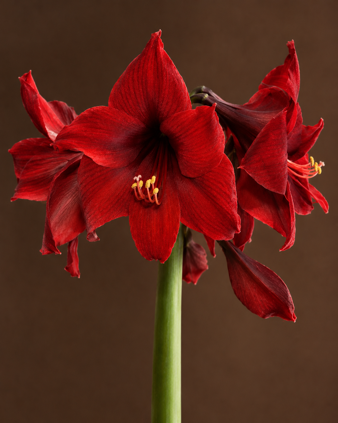 Red Andes Fire Amaryllis