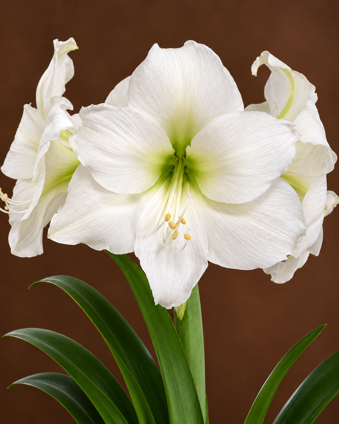 White Amaryllis in Bloom.png