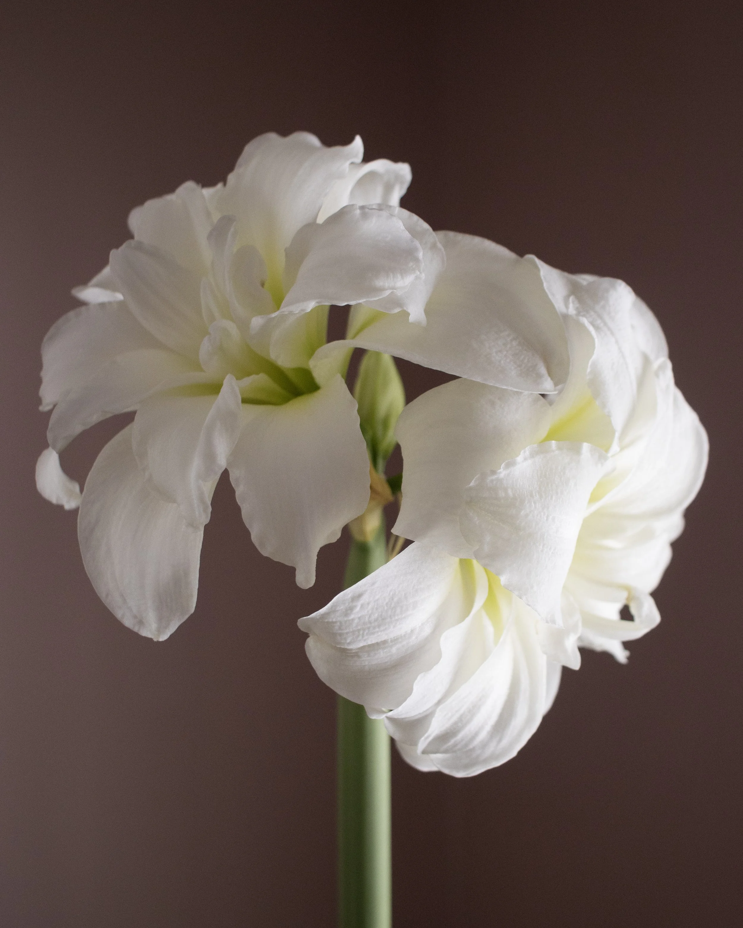 Amaryllis 'Alfresco' Bulb