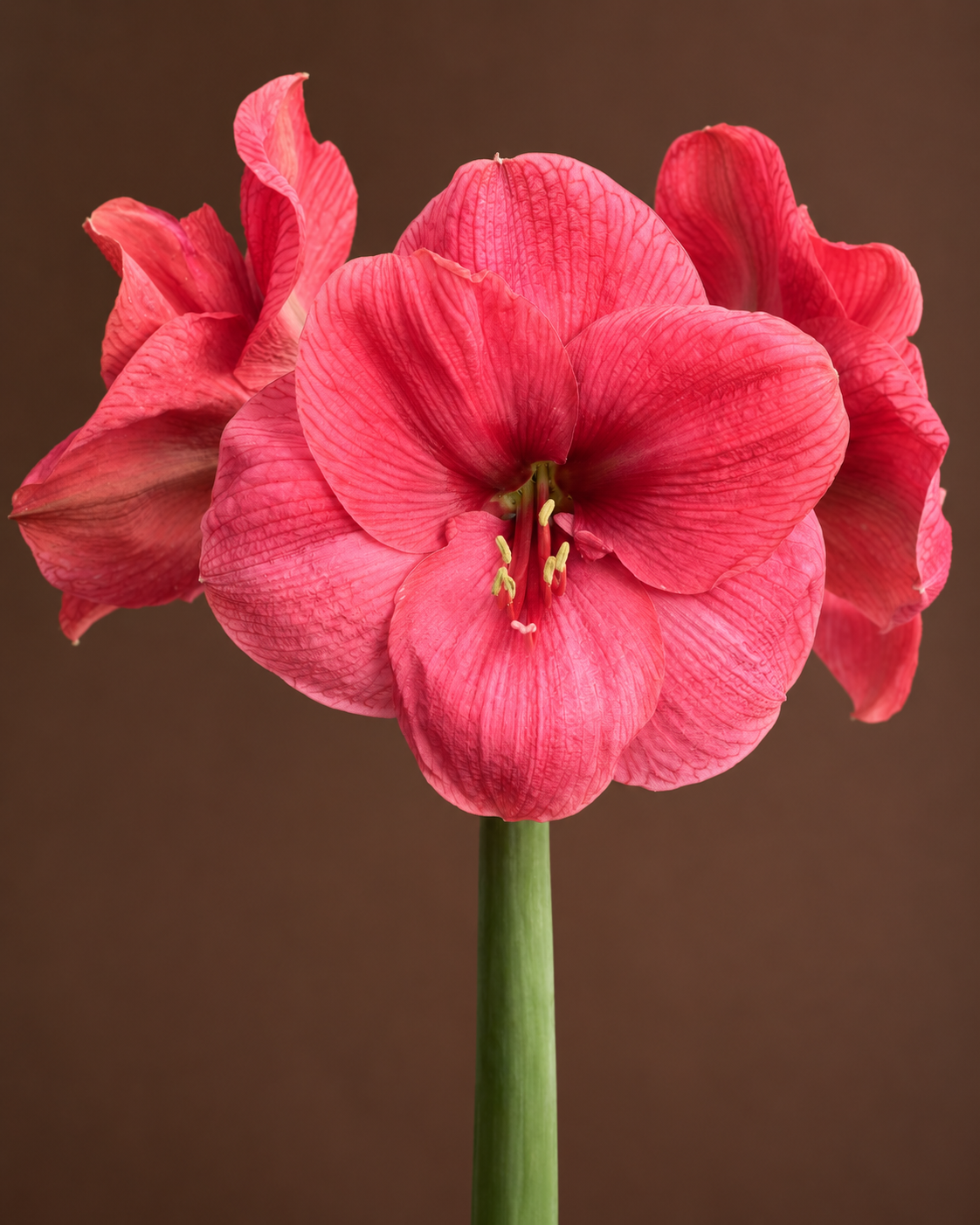 Pink Amaryllis Bolero