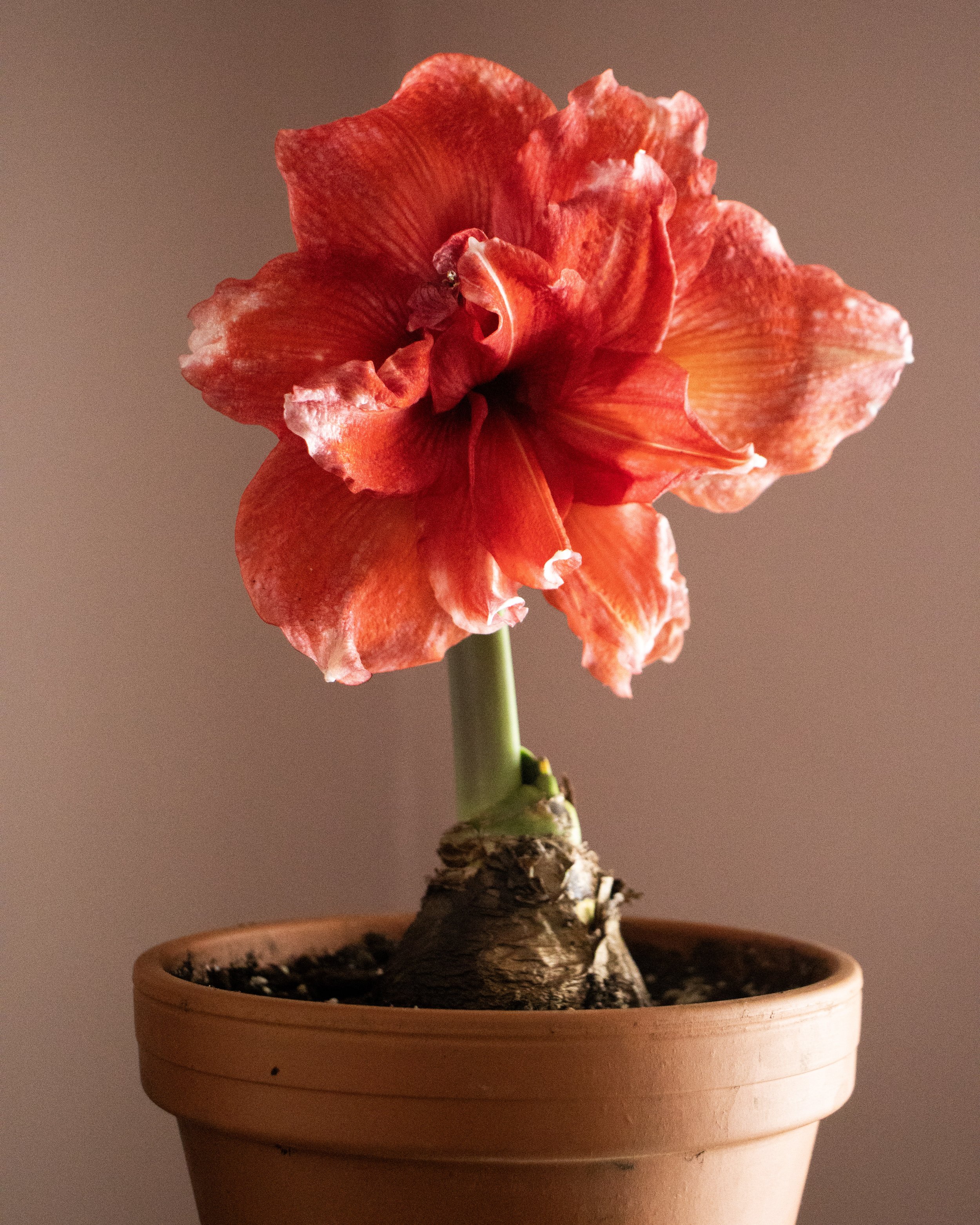 Amaryllis 'Ragtime' Bulb