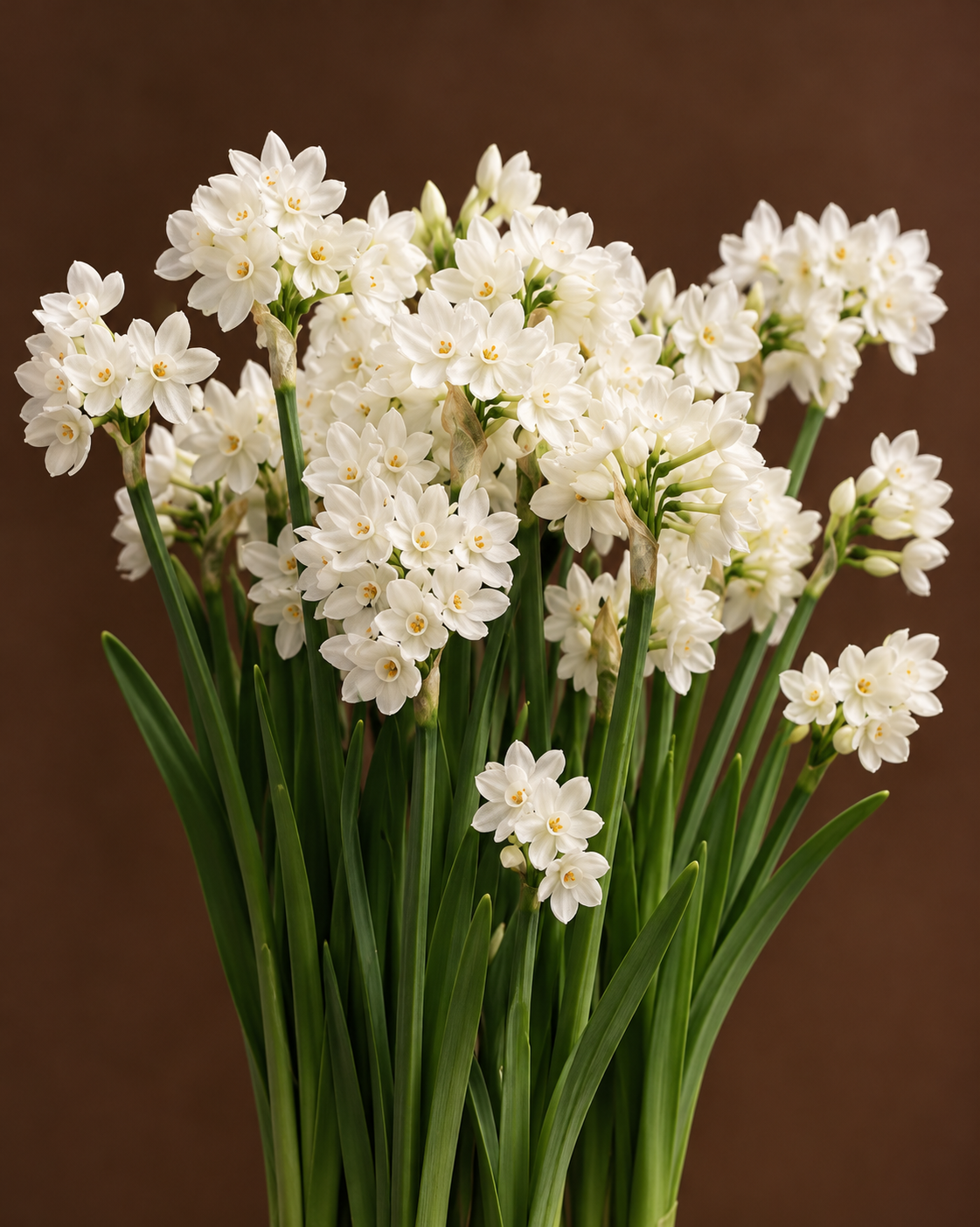 Ziva Paperwhites