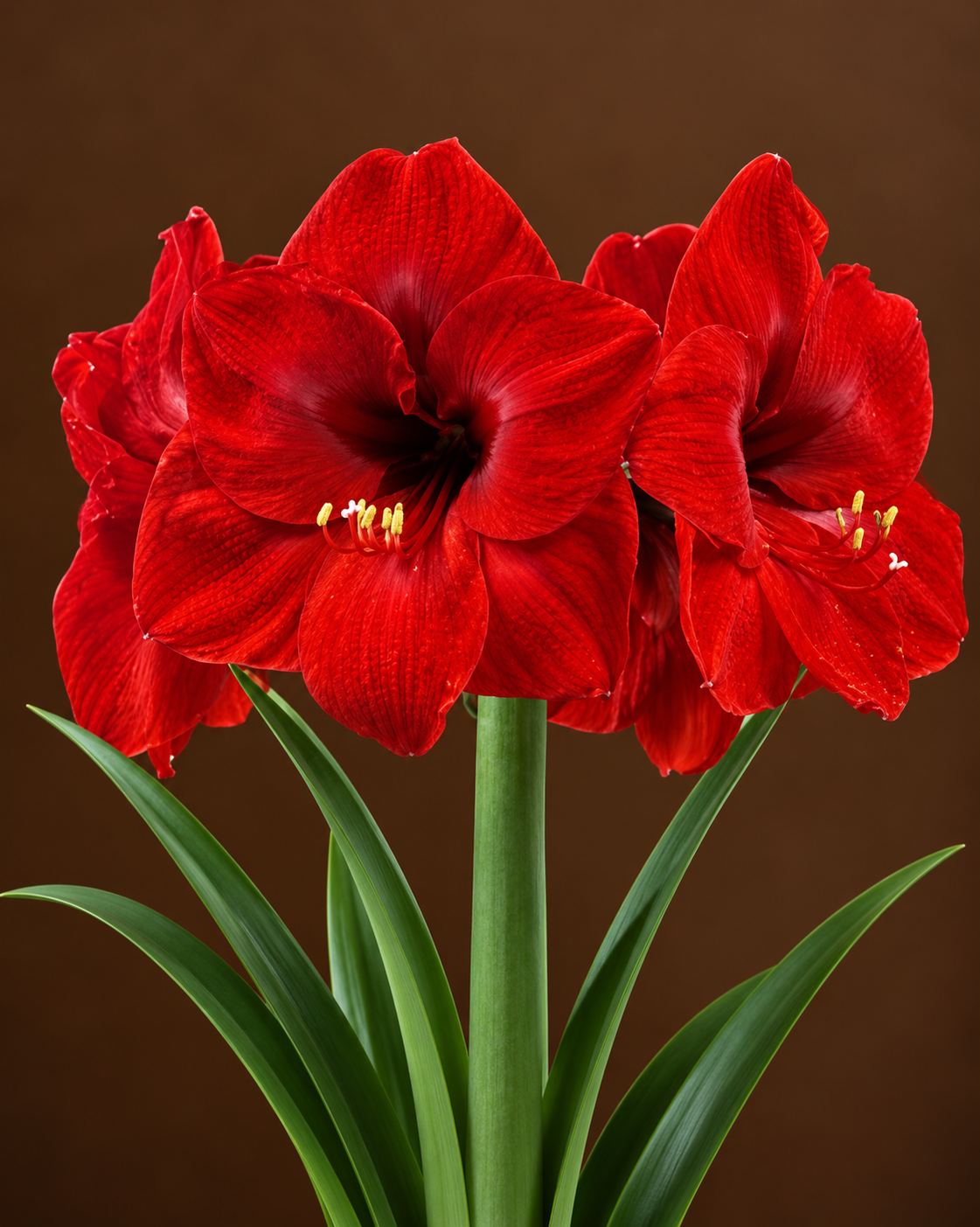 Jumbo Red Lion amaryllis