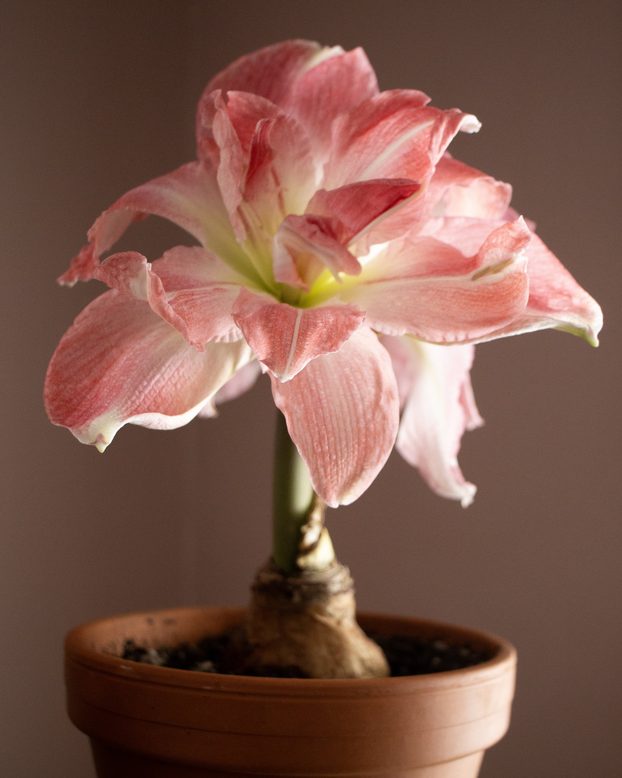 Amaryllis 'Rozetta' Bulb
