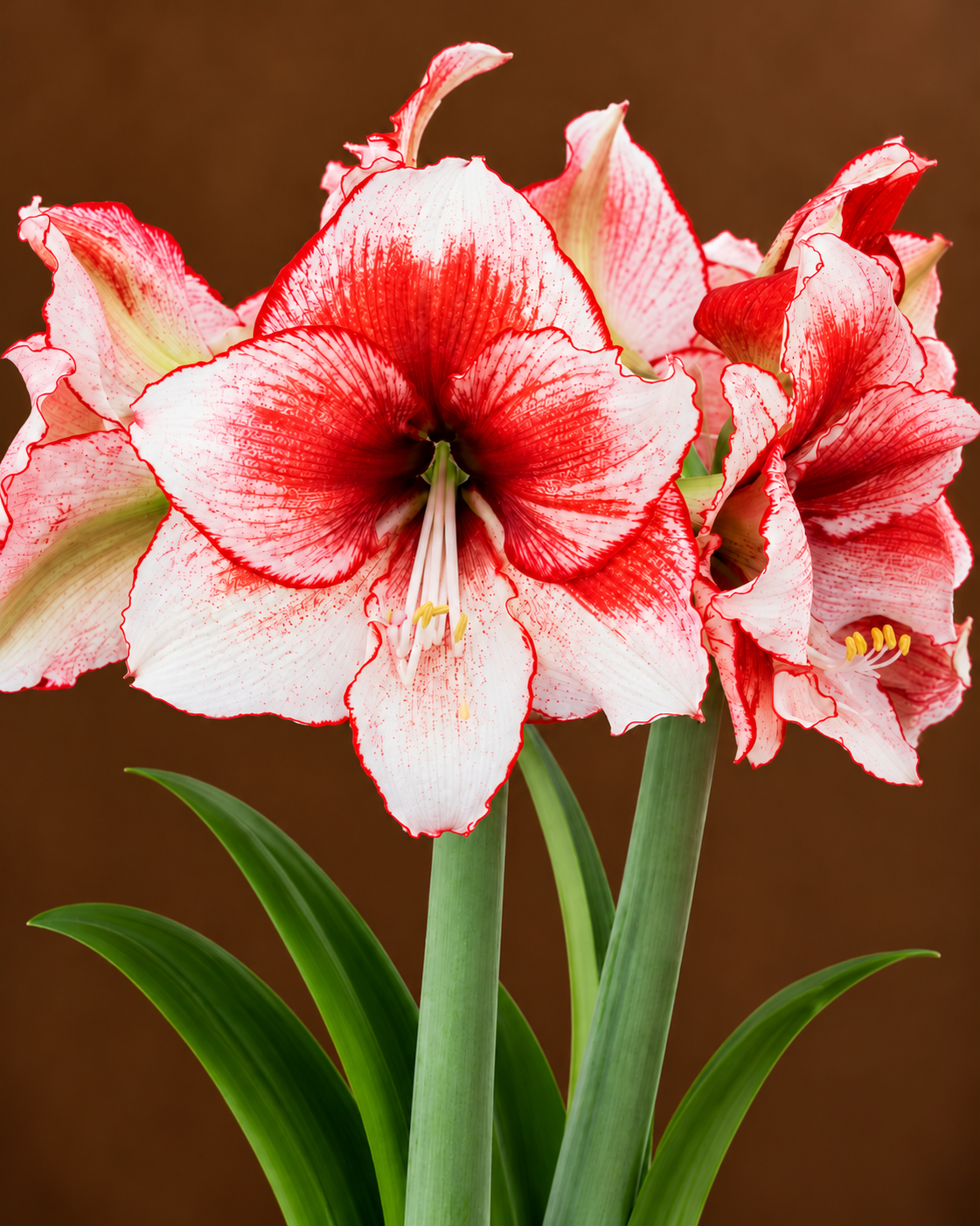Star Dust Jumbo White & Red Amaryllis