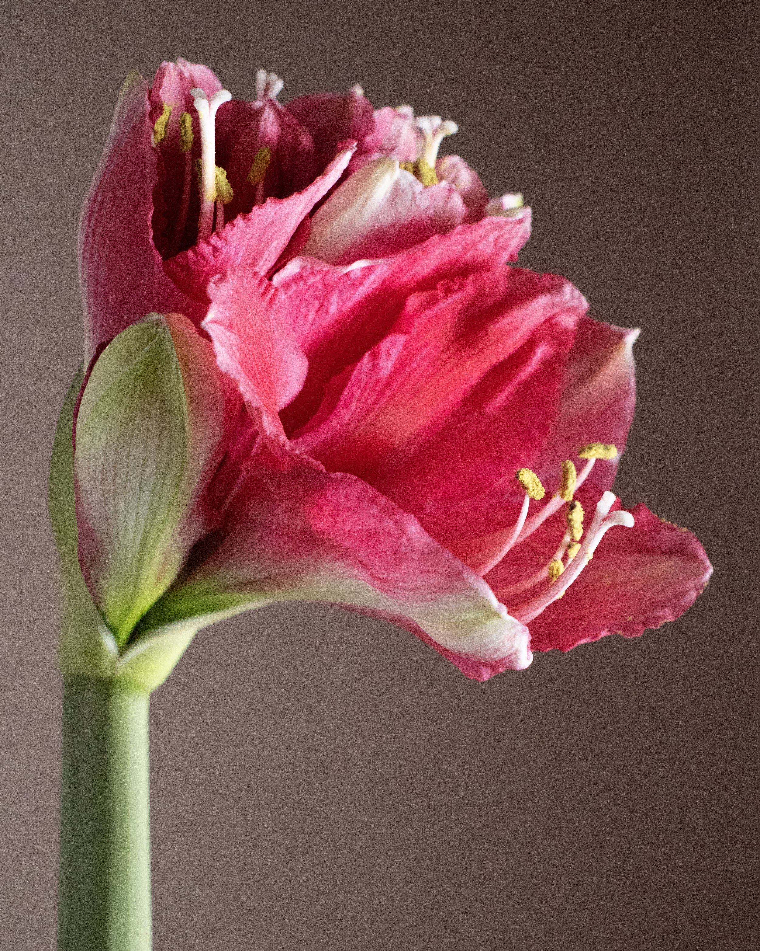 Amaryllis 'Pink Surprise' Bulb
