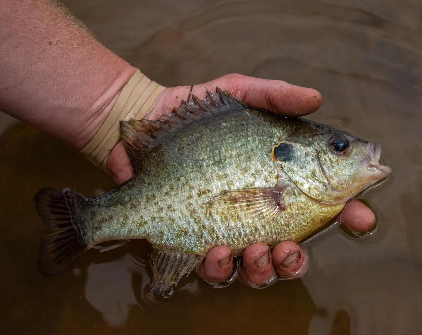 These little guys sure can make a cold day of fishing hot real quick! &bull; &bull;
&bull;
&bull;
@bartonoutfitters @littleqranch @mallardmedia  #lacrossefootwear #mallardmedia #sitkagear #yeti #duckseason #ducks #mallards #duckseason #outdoorphotogr