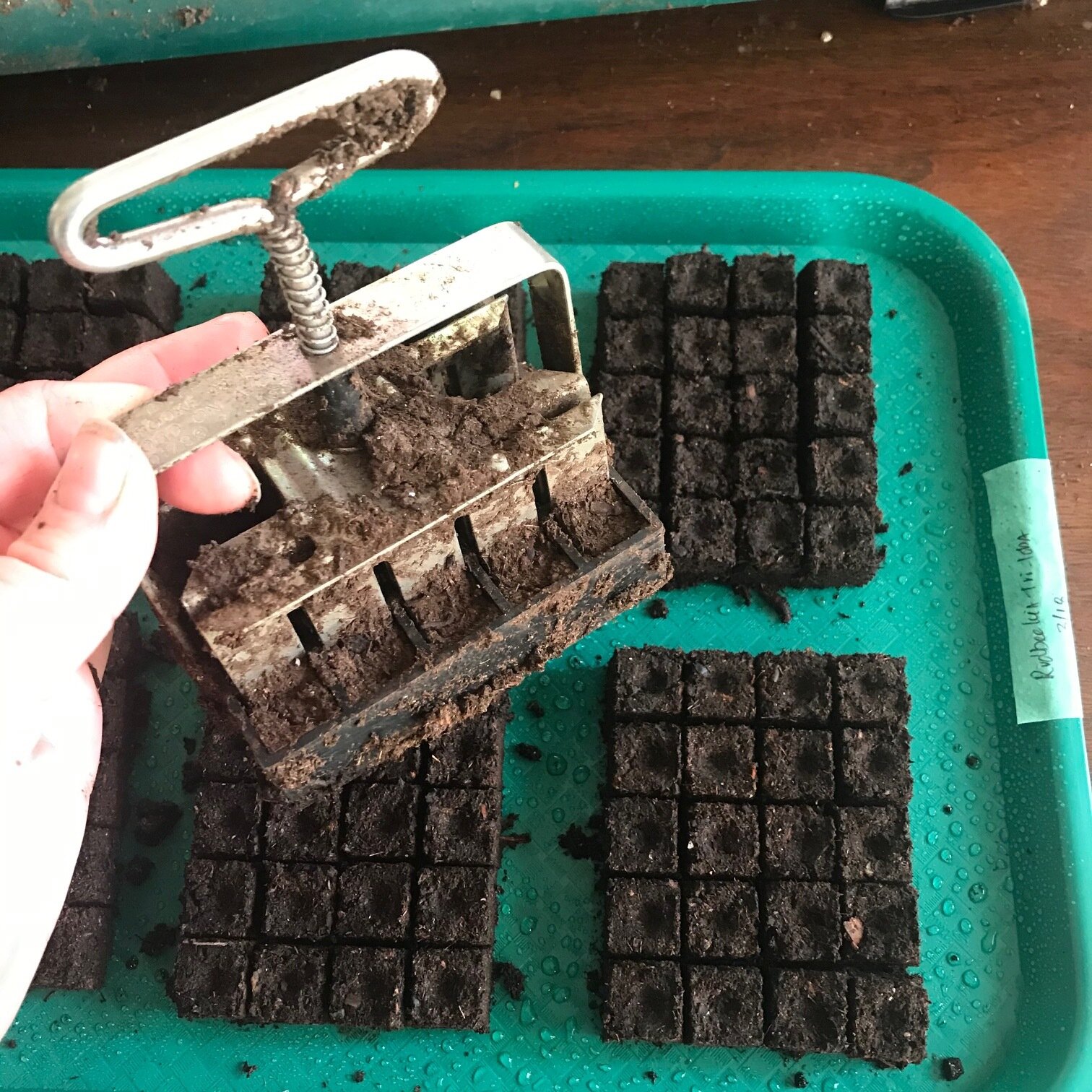 Starting Seeds In Trays or Soil Blocking — Bel Fiore Co. Flower Bar