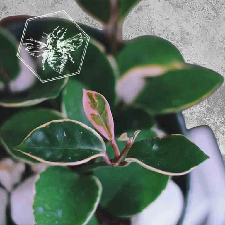 Hoya.jpg