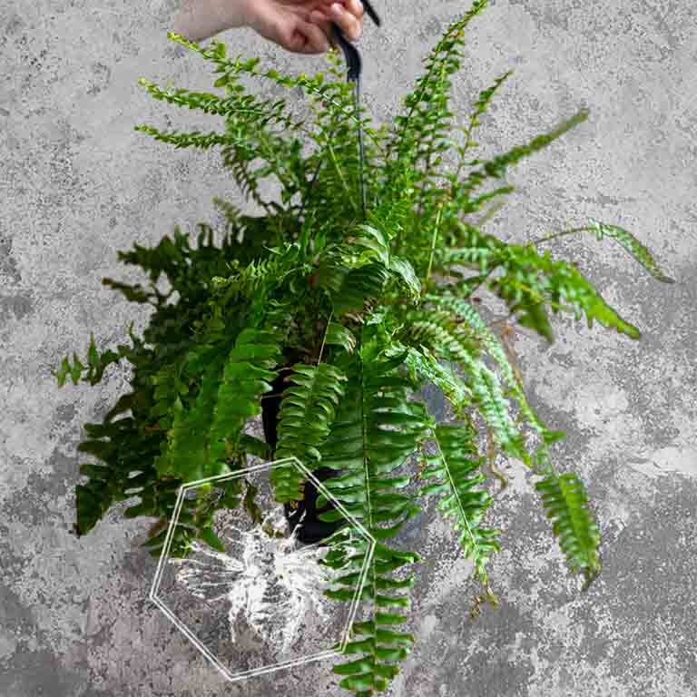 Fern 1.jpg