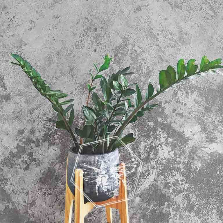 zz plant 1.jpg