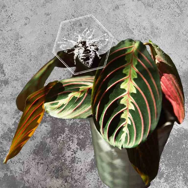 Prayer Plant 1.jpg