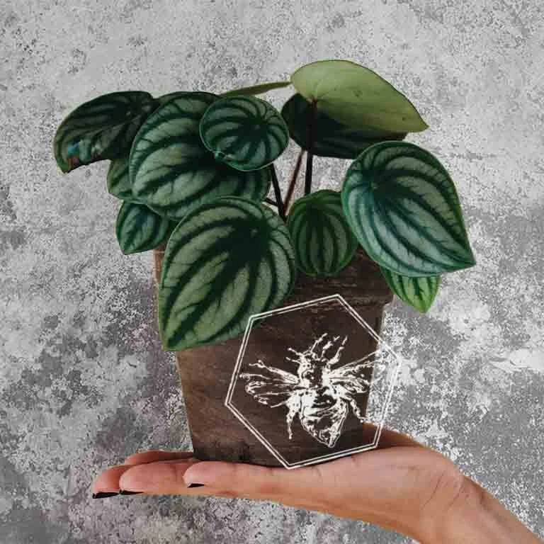 Pepperomia WM.jpg