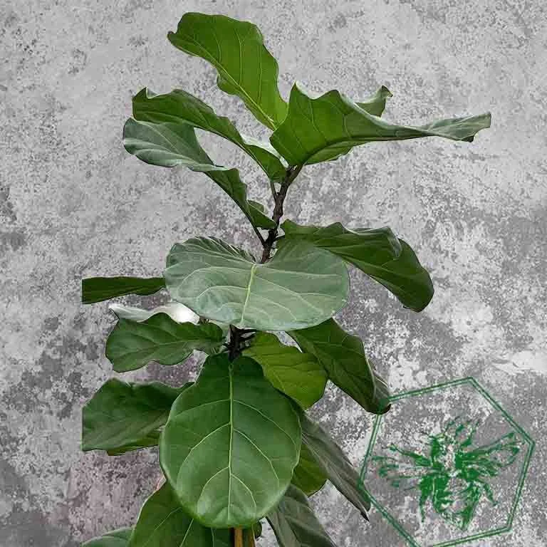 Fiddle fig 3.jpg