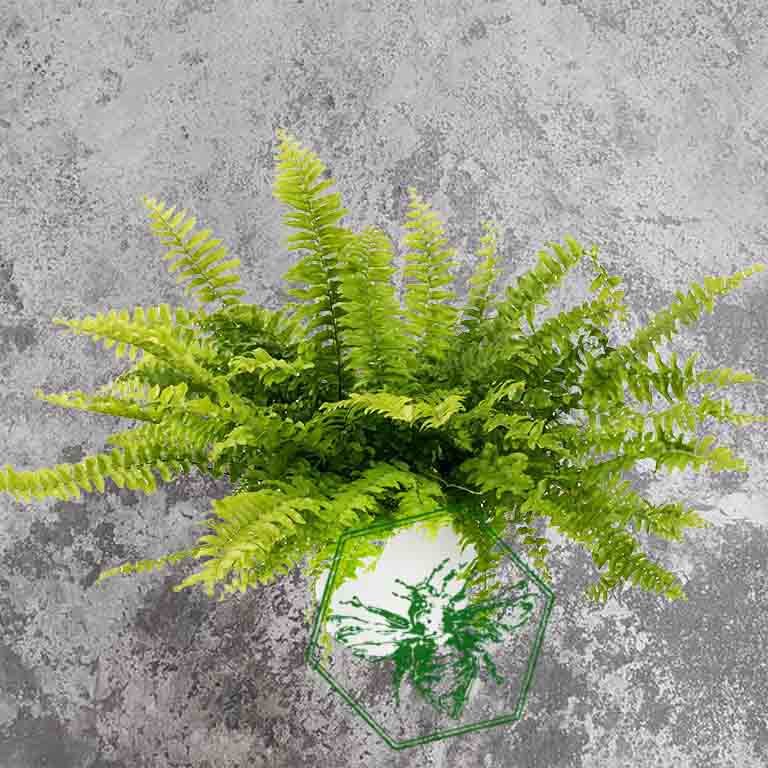 Fern 2.jpg