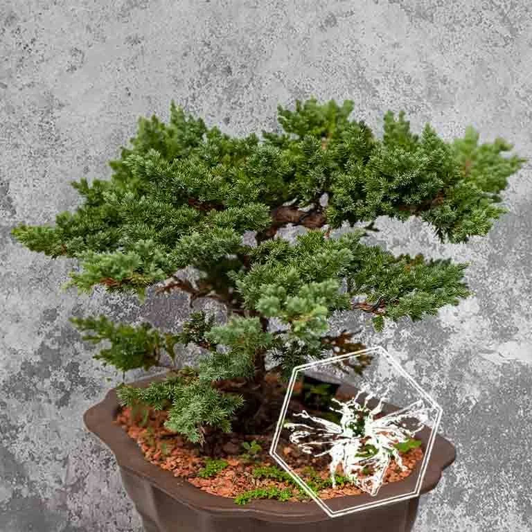 Bonsai 3.jpg