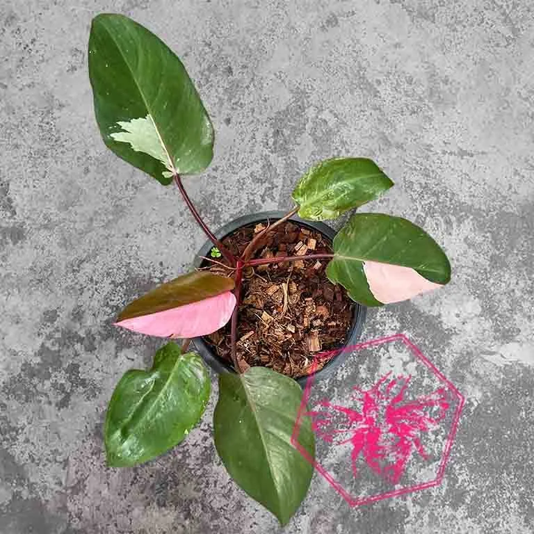 Philodendron Pink Princess.jpg