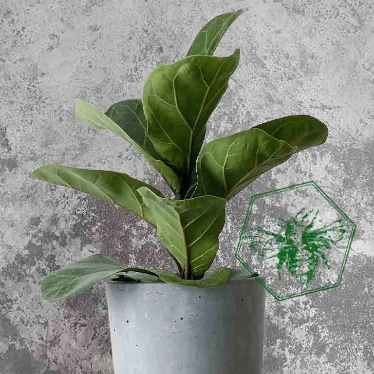 Fiddle fig 1.jpg