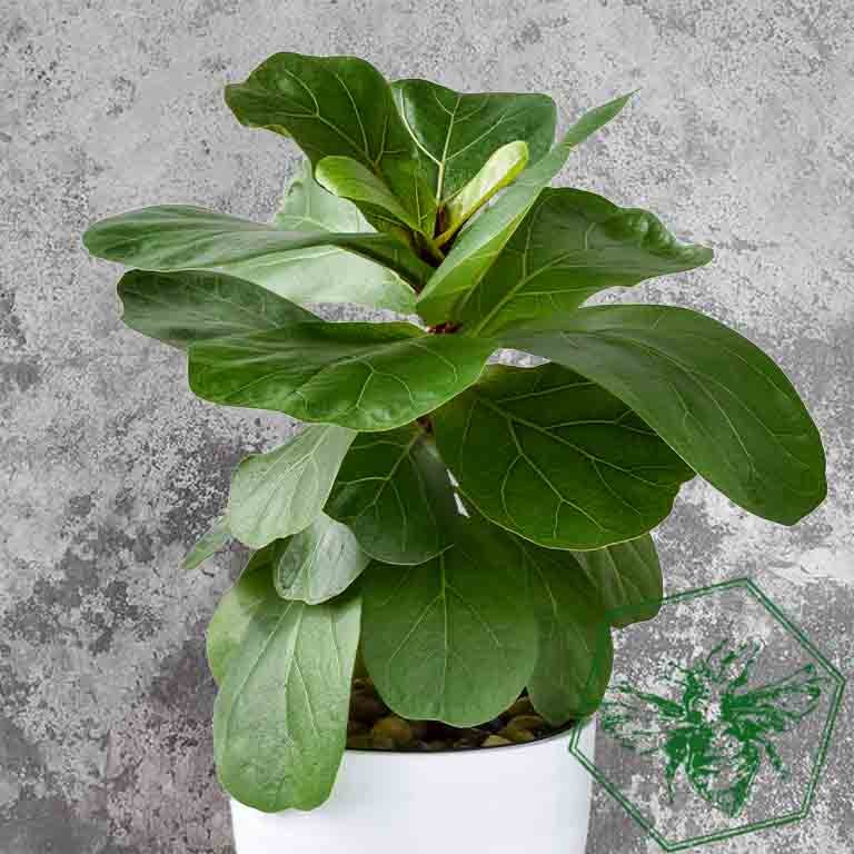 Fiddle fig 2.jpg