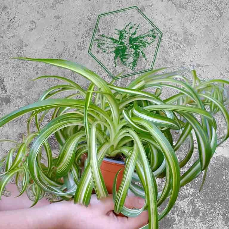 Spider plant 1.jpg
