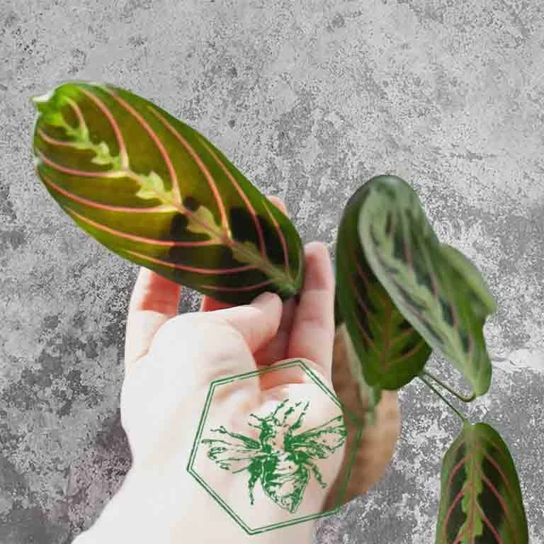 Prayer plant 2.jpg