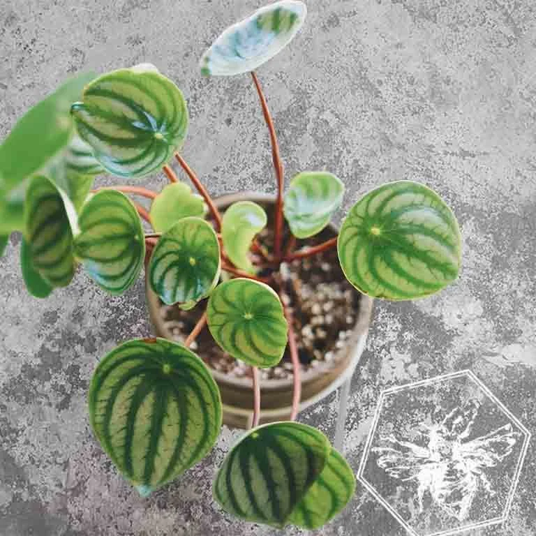 Pepperomia 1.jpg