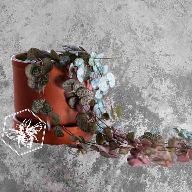 string of hearts grey bknd.jpg