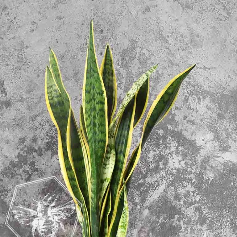 Sansevieria 2.jpg