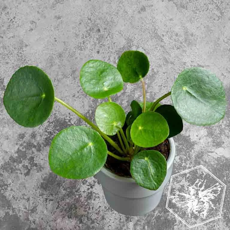 Pilea grey Bkgnd.jpg