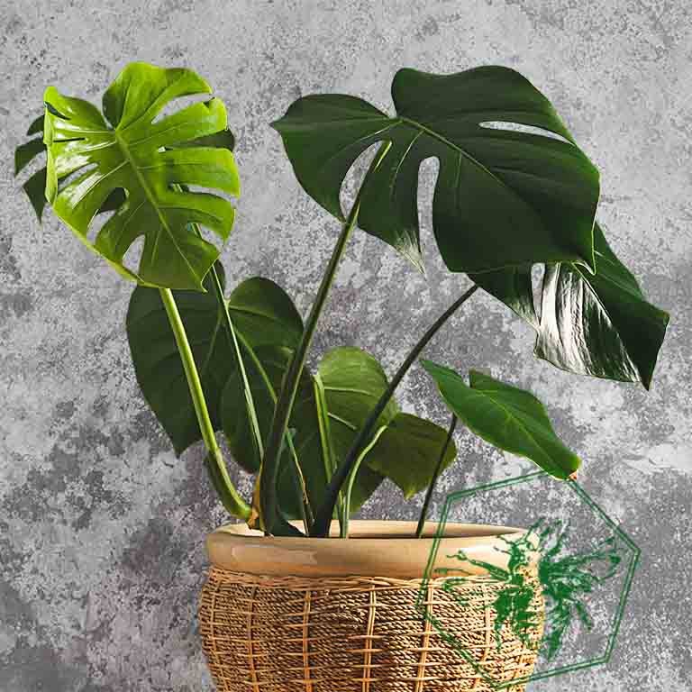 Monstera 1.jpg
