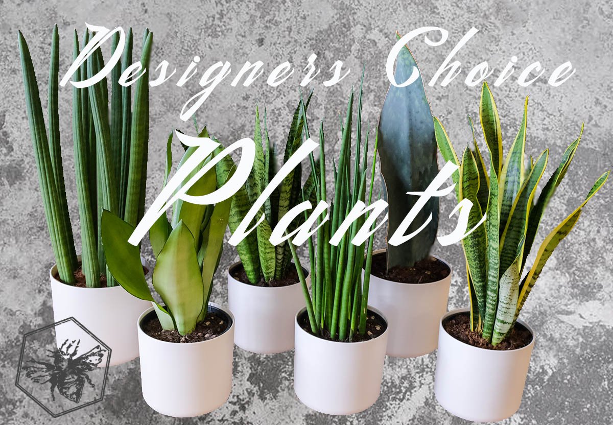 Designers Choice Plants