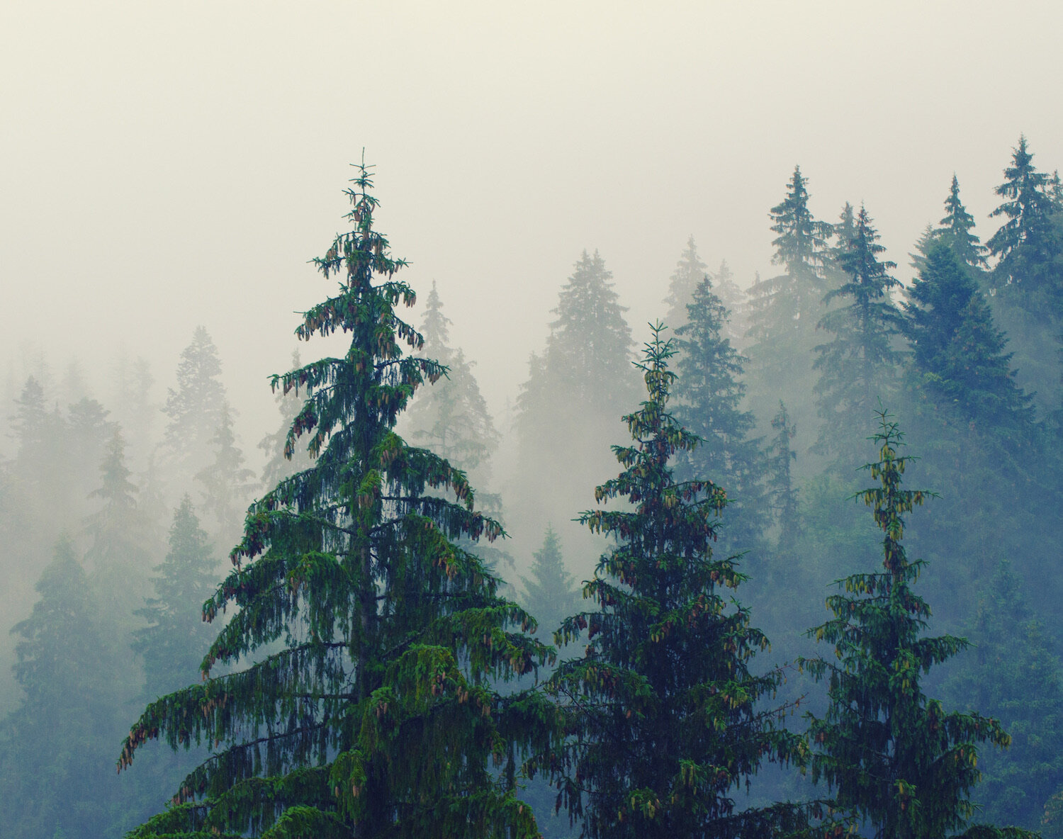 FirBookTreeMist.jpeg
