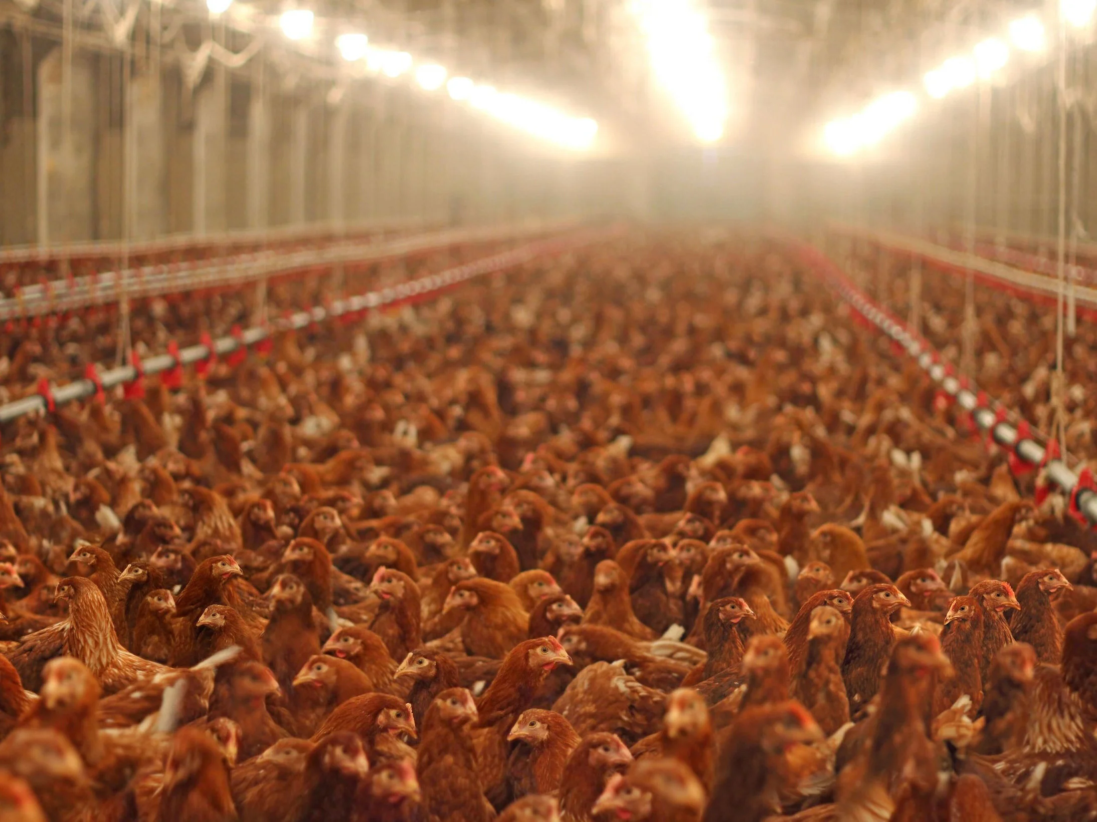 3 Ways to Fight for a Healthier Food System