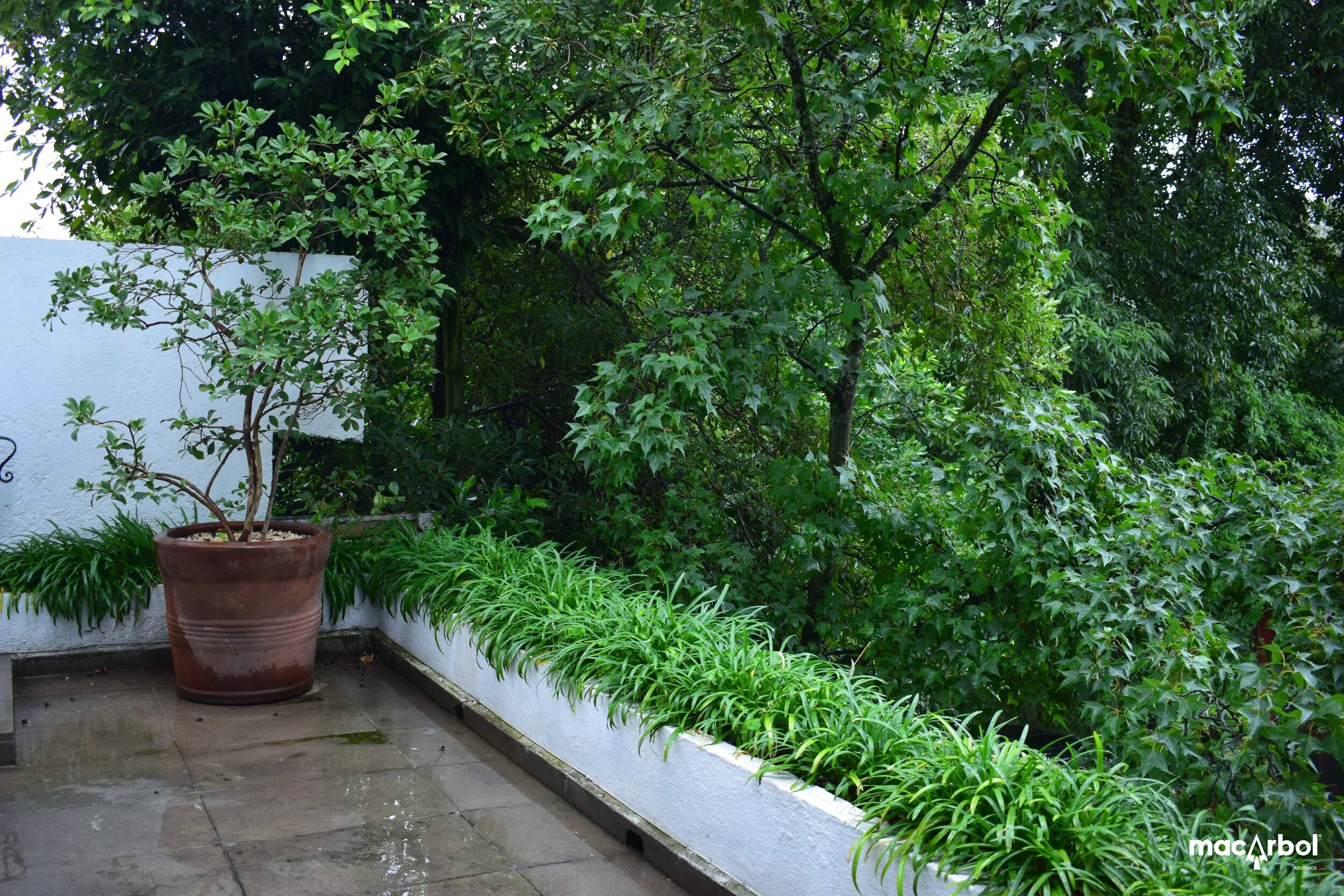 negundo-18.jpg