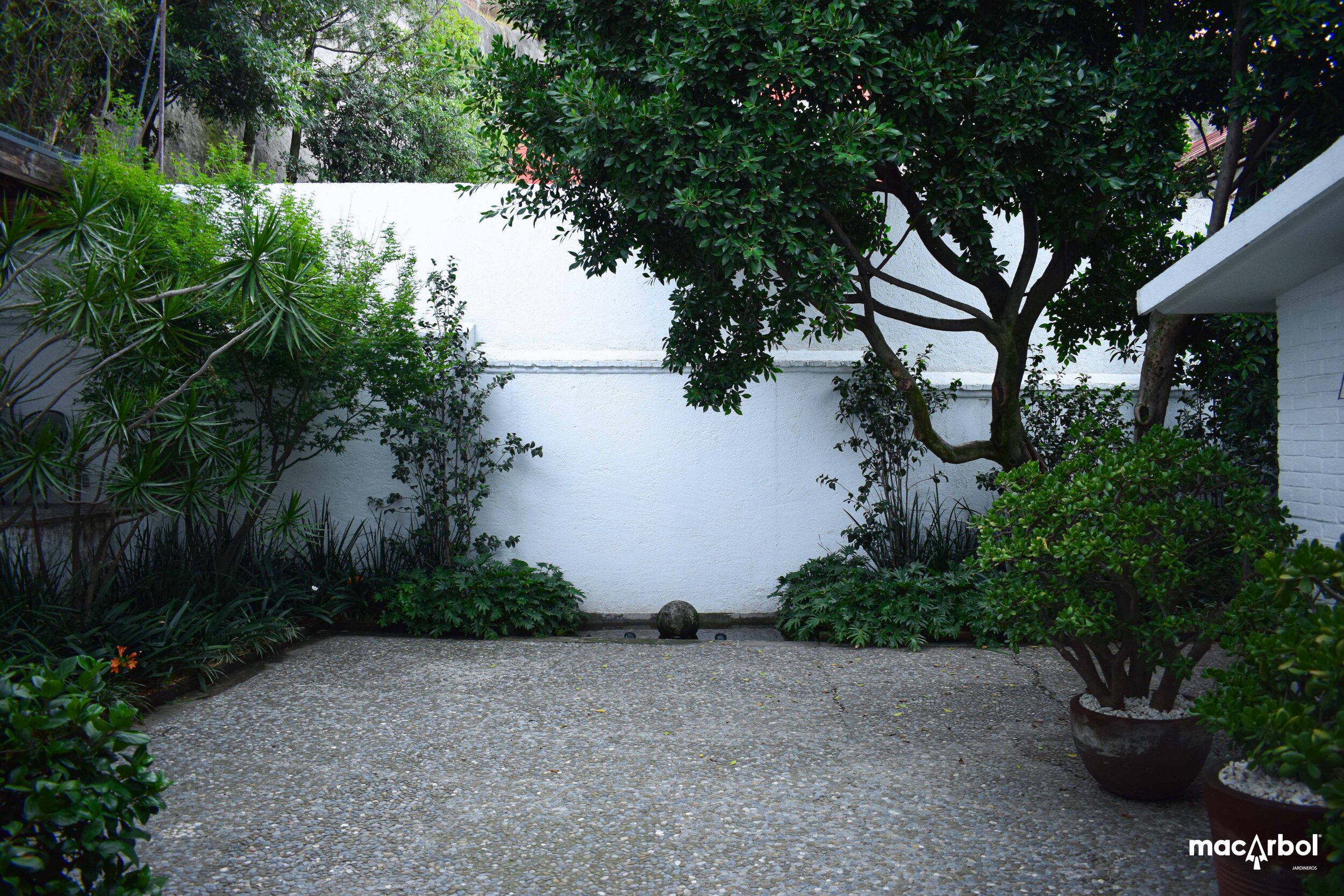 negundo-10.jpg