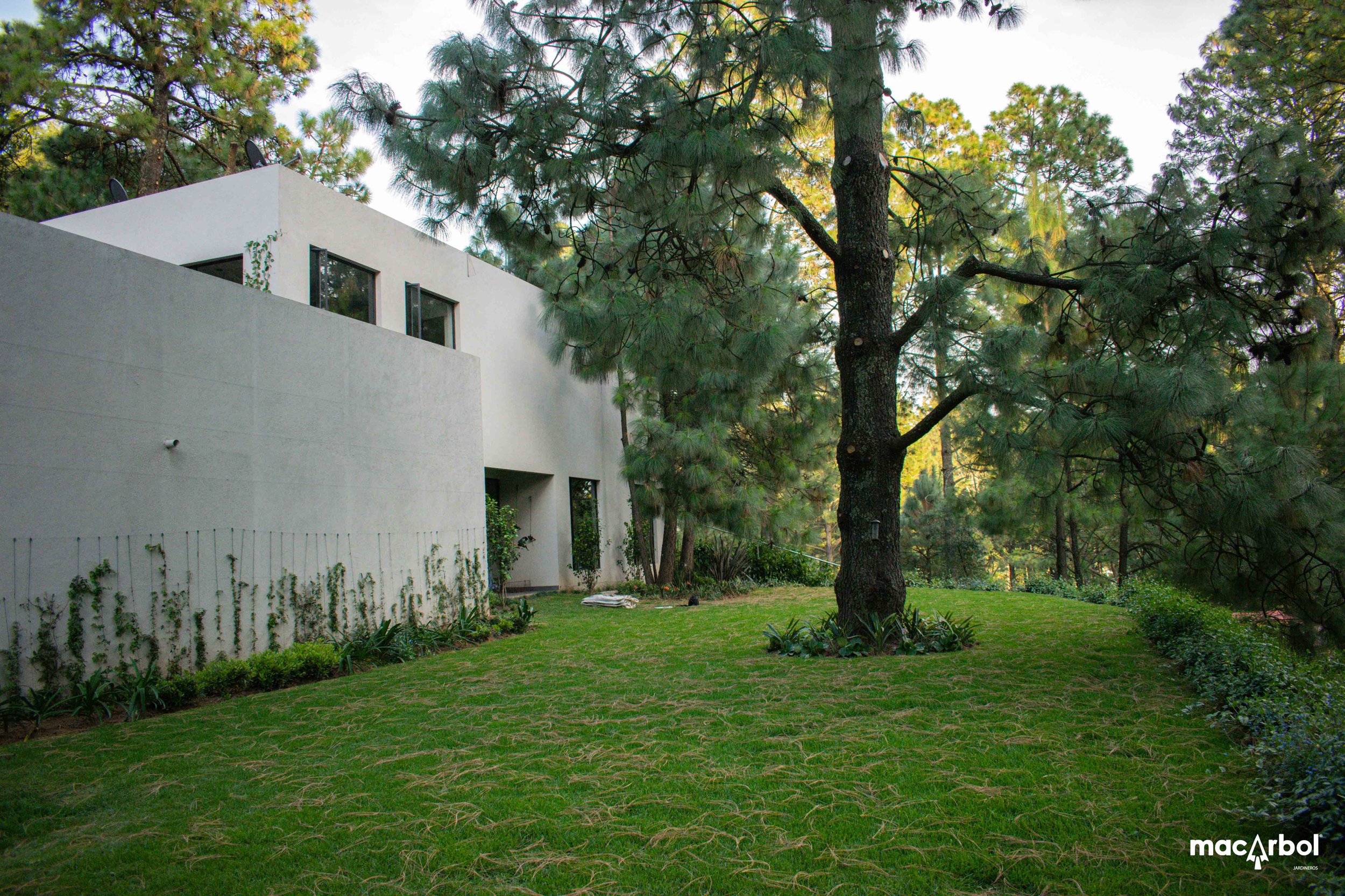 Ocote-10.jpg