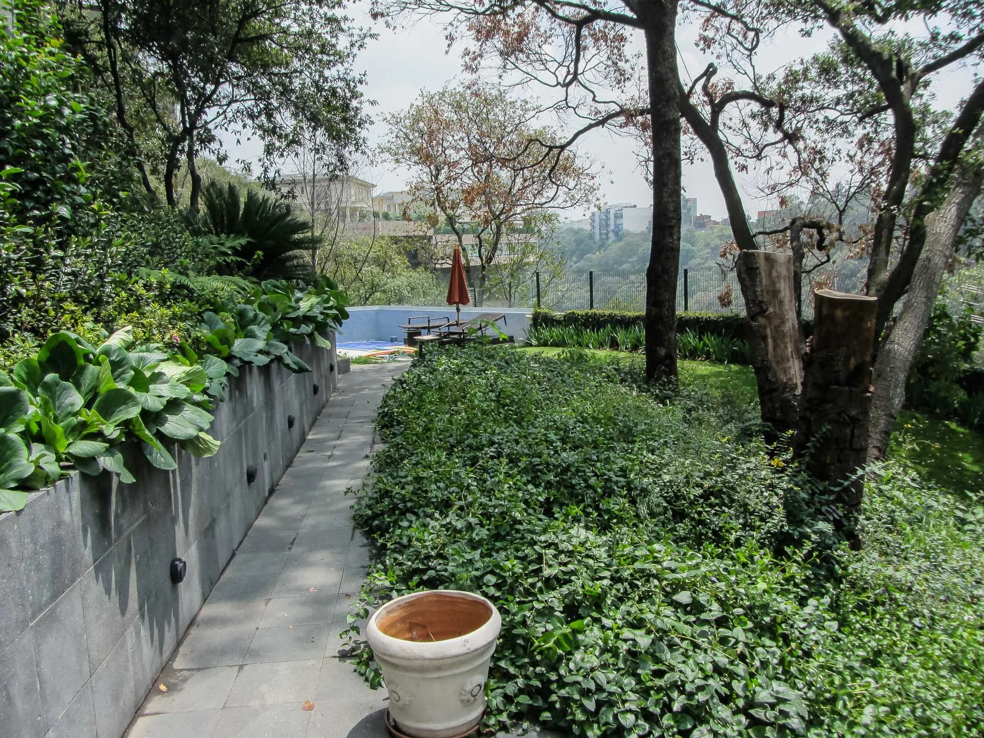 Ficus-19.jpg