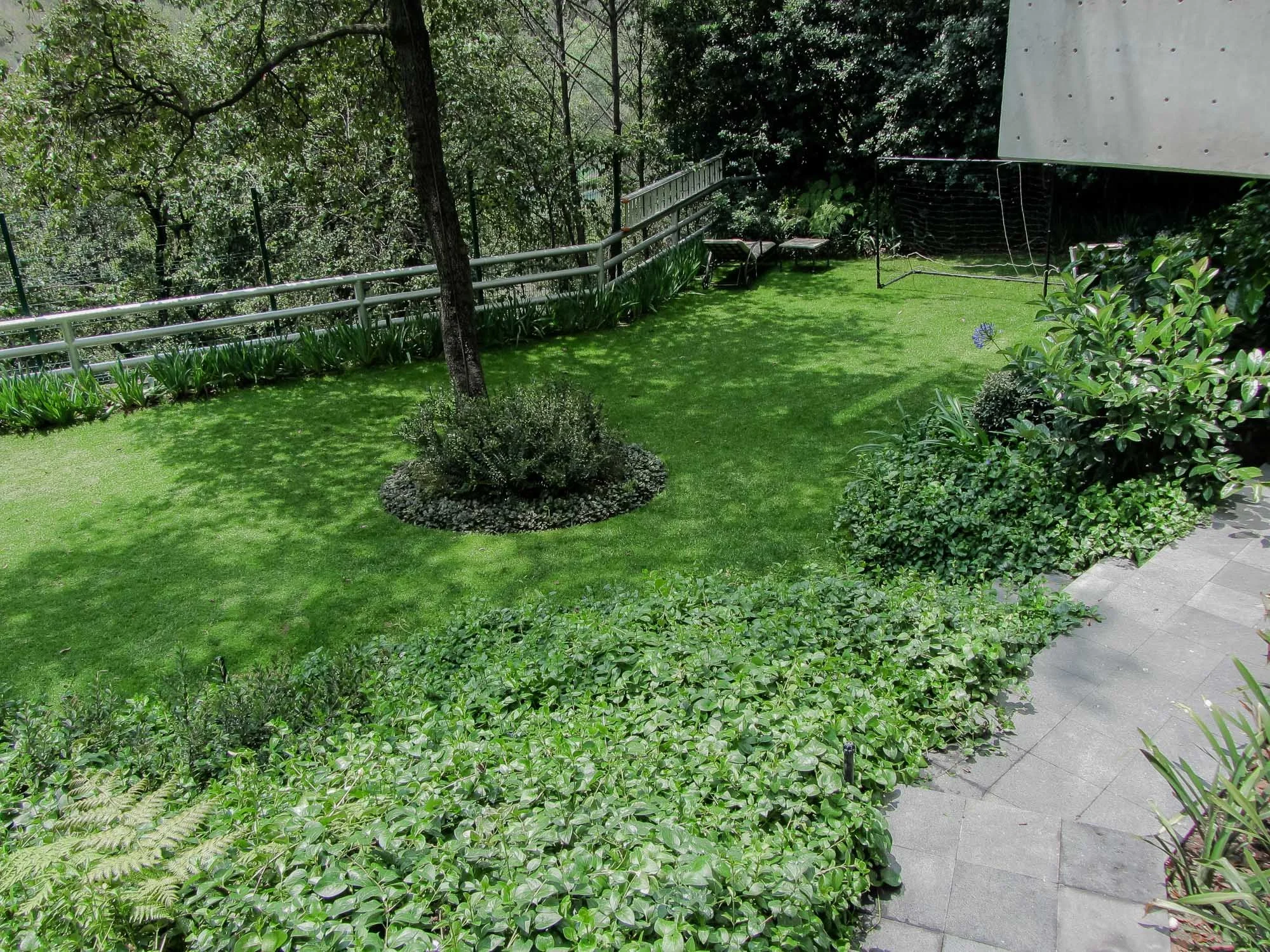 Ficus-21.jpg
