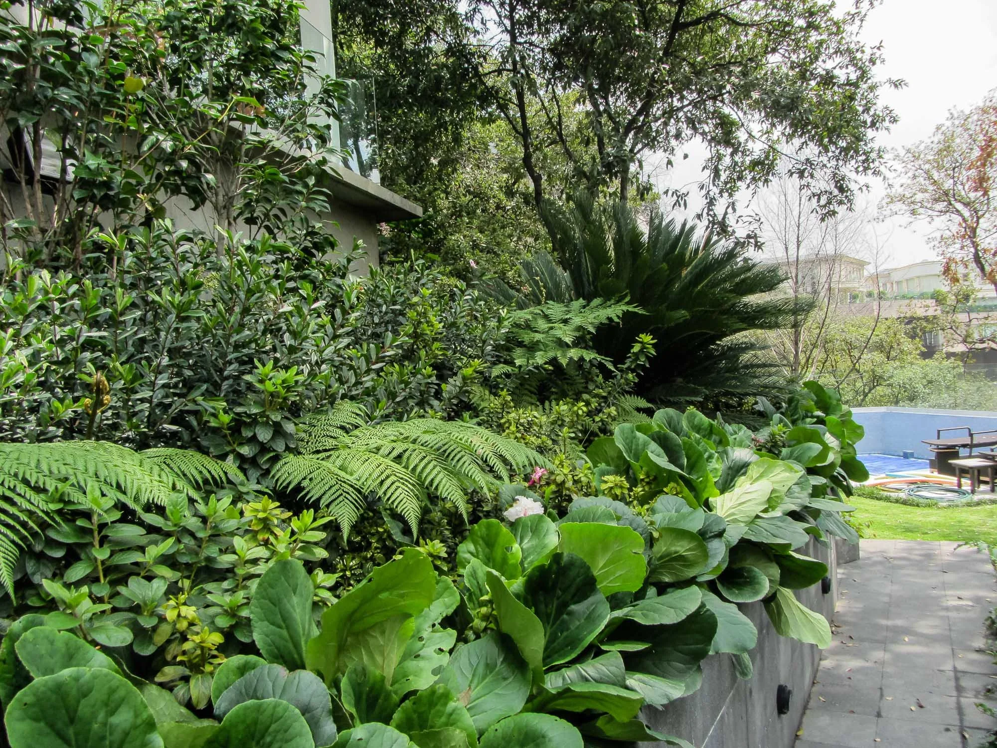 Ficus-22.jpg