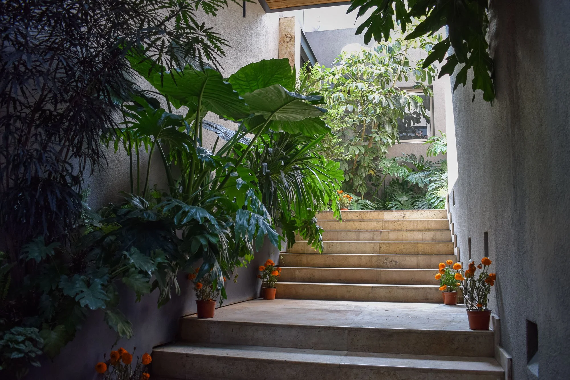 Flores-5.jpg