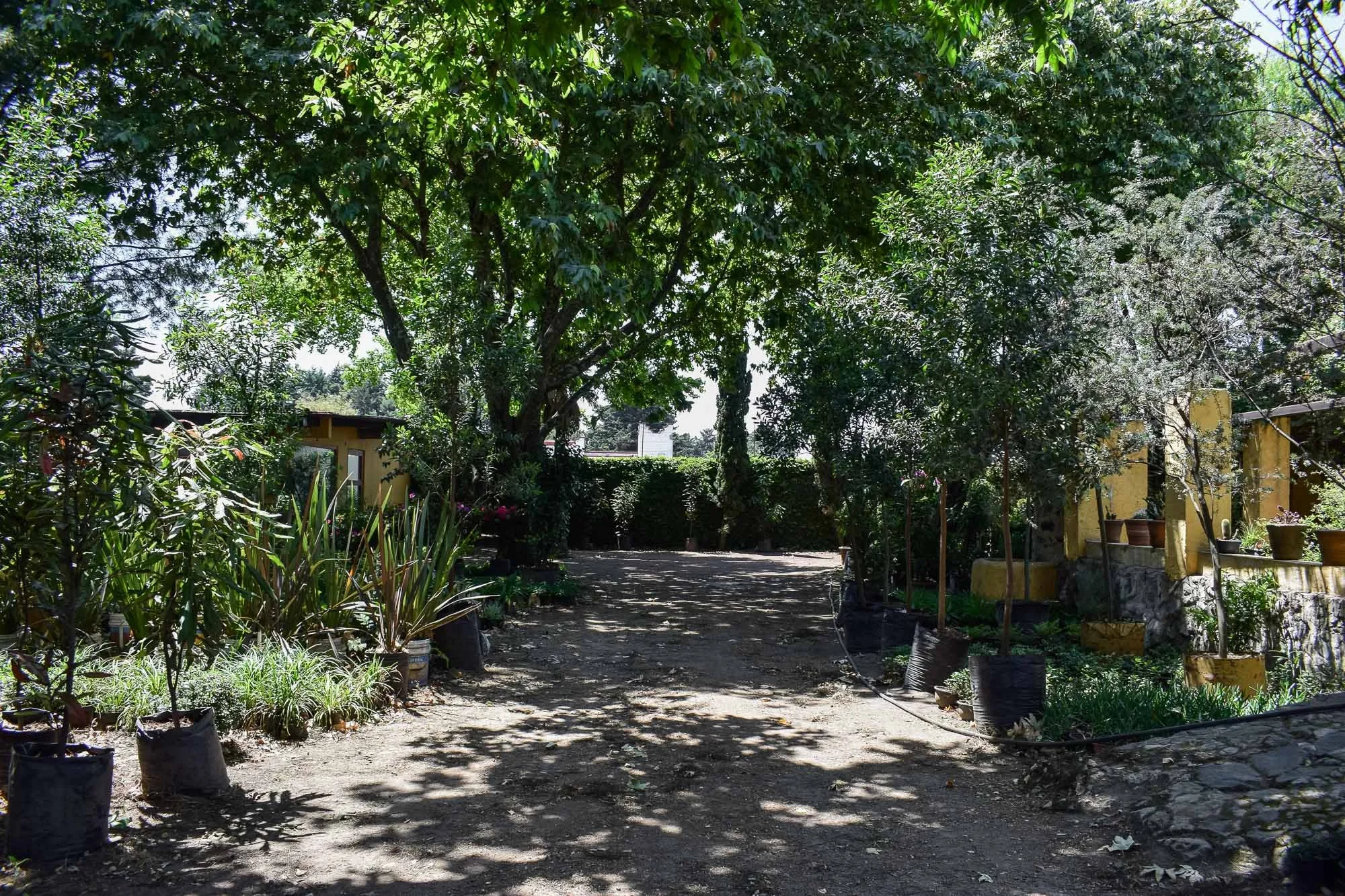 Vivero-19.jpg