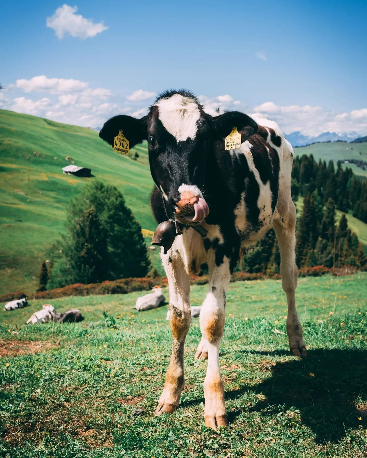Le dolomiti sono cos&igrave; belle che mi hanno fatto postare su Instagram e far finta di saper parlare Italiano

#moo